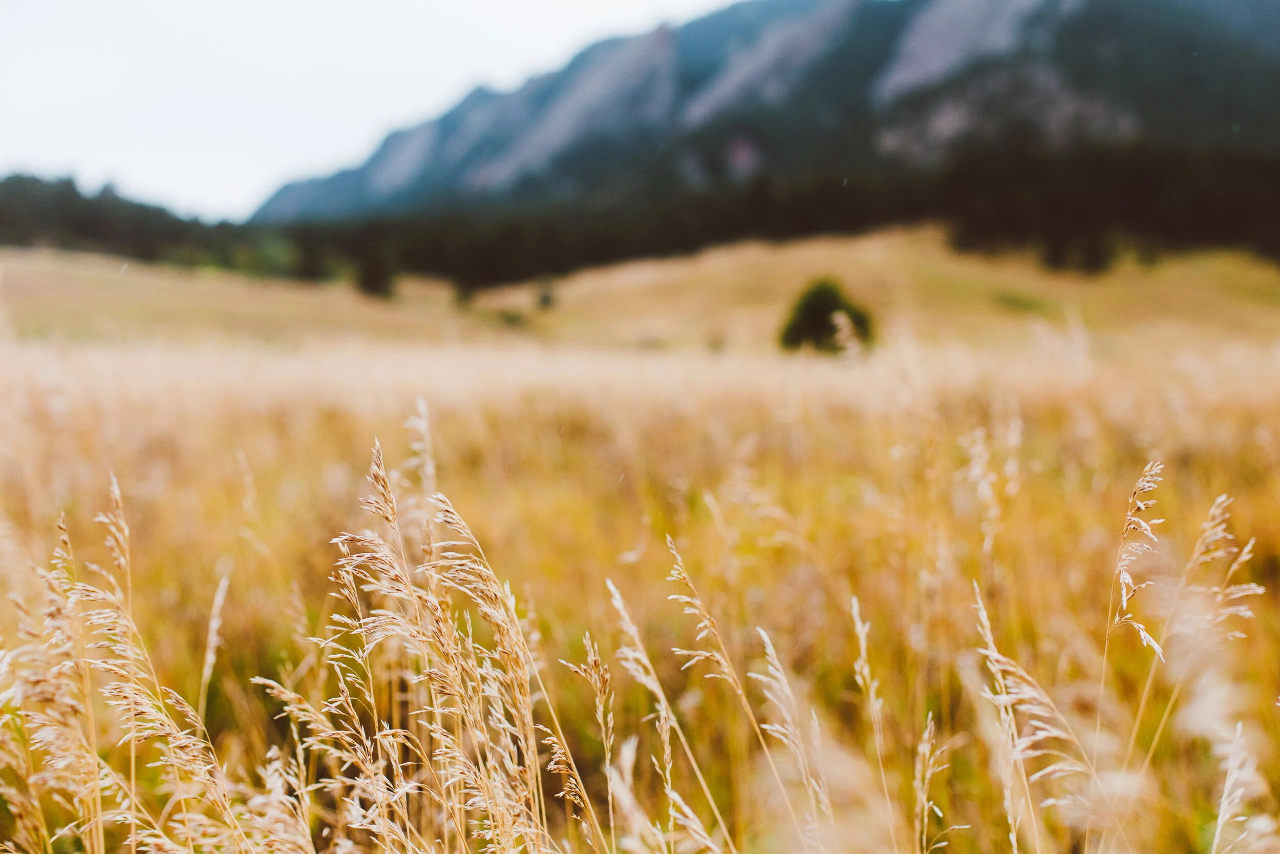 Golden grass field with mountain foothills and a lone tree in the distance