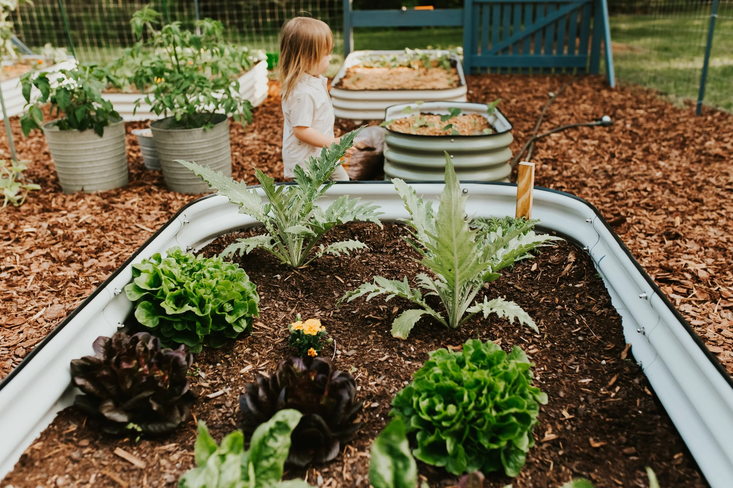 Raised metal garden beds filled with lettuce, artichoke plants, and tomatoes, with a young child standing among them
