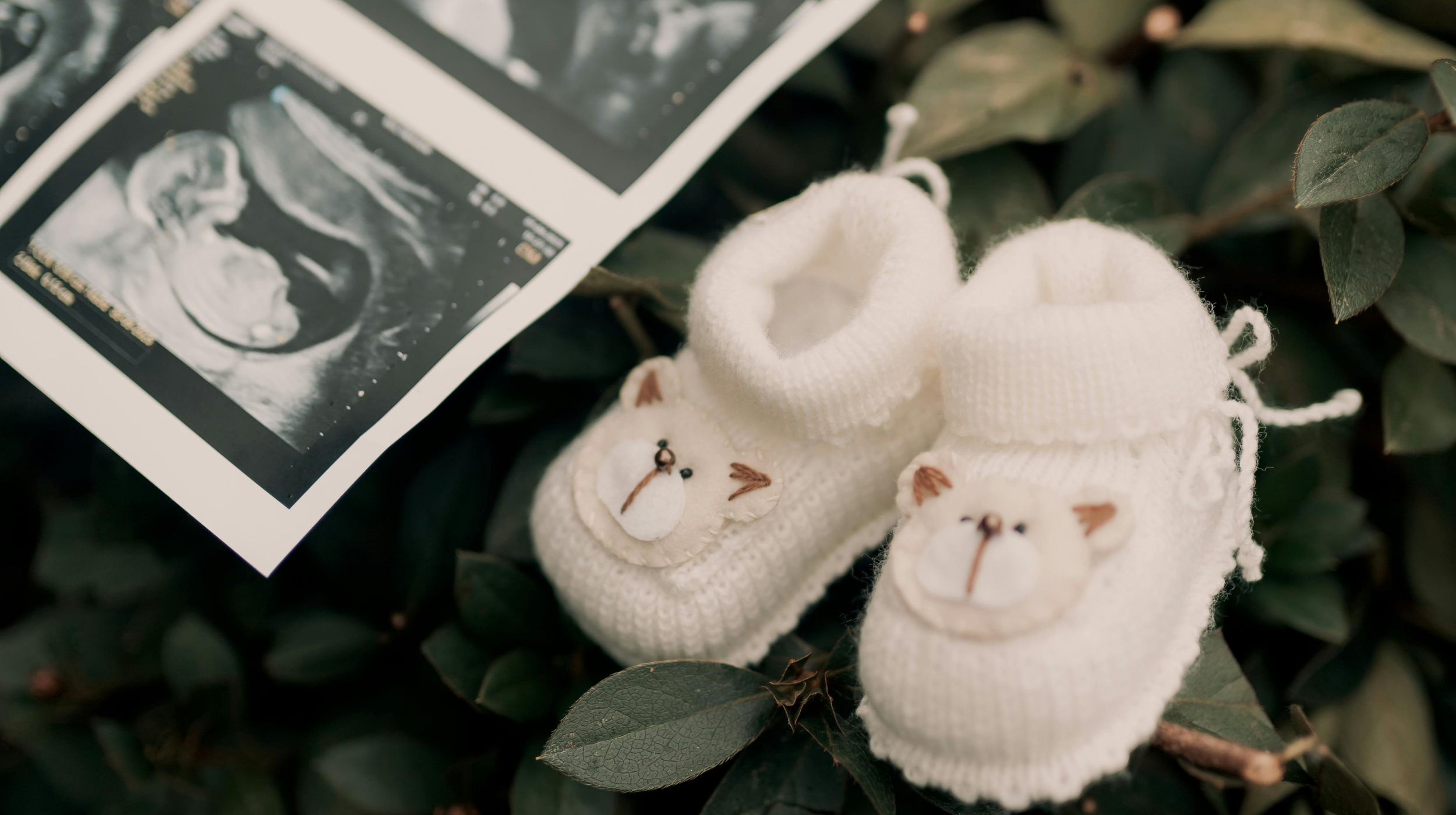 Ultrasound photo and white knitted baby booties with bear faces resting on green leaves