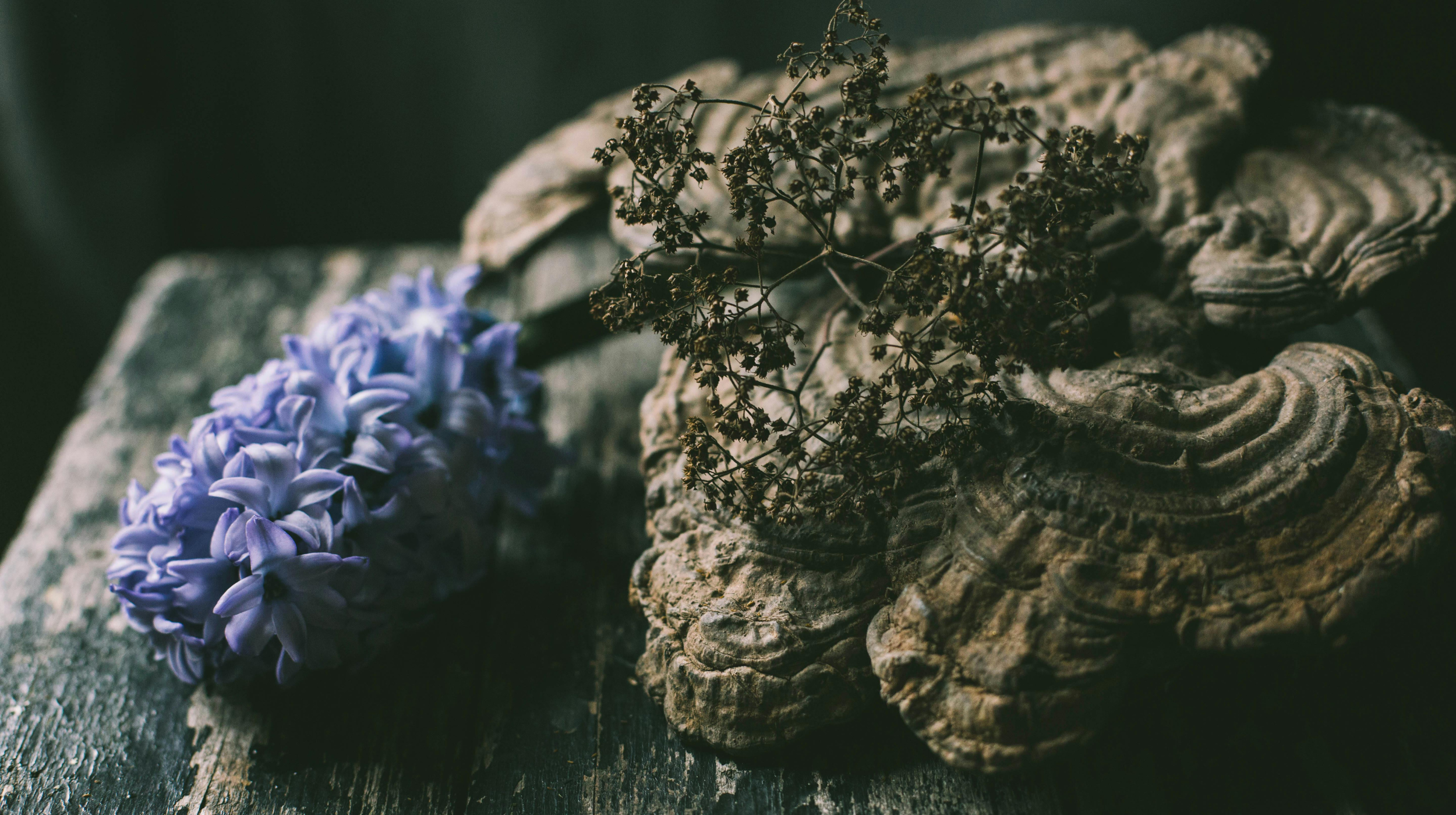 Purple hyacinth blossom beside dried flower sprigs and gnarled bracket fungus on weathered wood
