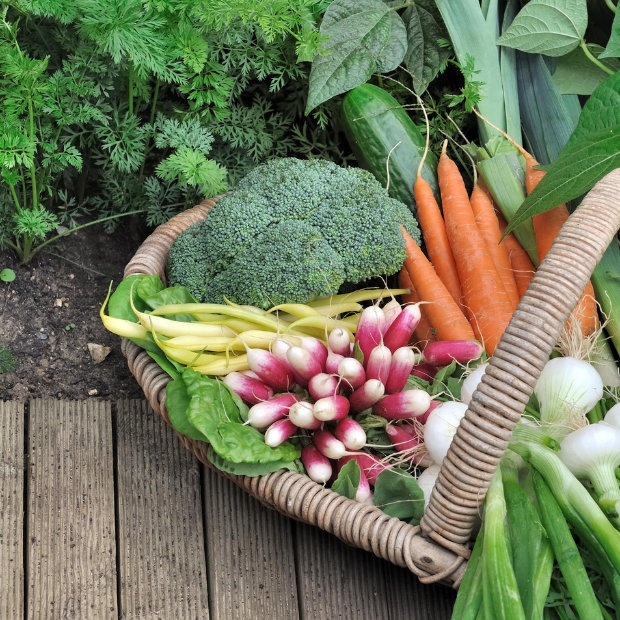 Wicker basket with freshly harvested broccoli, carrots, radishes, yellow beans, and onions on a garden deck